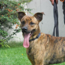 Churchill: Schmuse-Hund sucht ein sicheres Zuhause