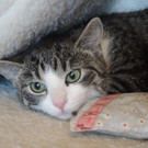 Felicitas: Neugierige Katze wünscht sich schönes Zuhause