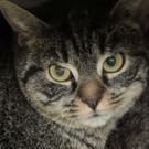 Laeticia: Schüchternes Katzenmädchen sucht Daheim