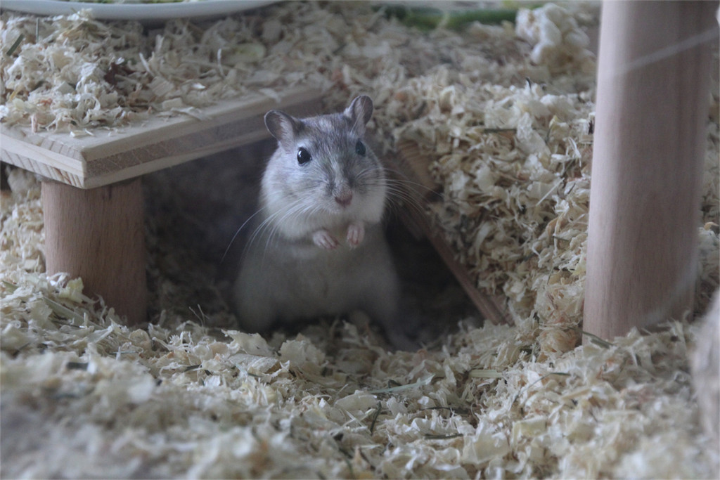 BK_Formatio_Tag der offenen Tu__r 2014 22.JPG