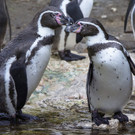 Valentinstag im Tiergarten Schönbrunn: Verliebte Tiere