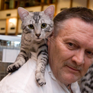 Internationale Katzenausstellung im Lauteracher Hofsteigsaal