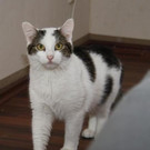 Vali: Schüchterner Kater wünscht sich schönes Daheim