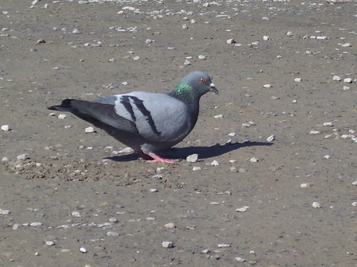 100_9153_jpg-1270545822