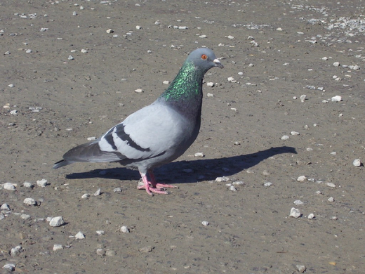 100_9158_jpg-1270545855