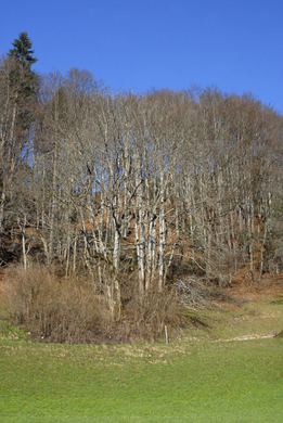 _DSC05790001_1_JPG-1270564786