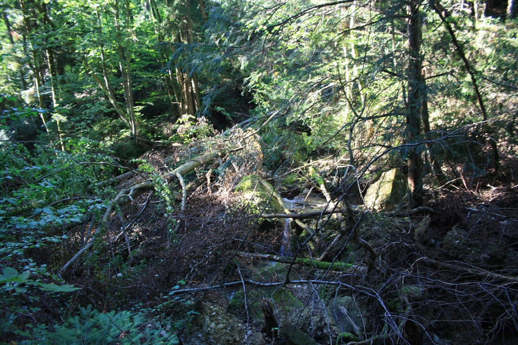 Klausm__hlebach Waldr__umung 2013 _3_.jpg