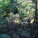 Klausm__hlebach Waldr__umung 2013 _3_.jpg