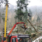Klausm__hlebach Waldr__umung ARBEIT _3_.jpg