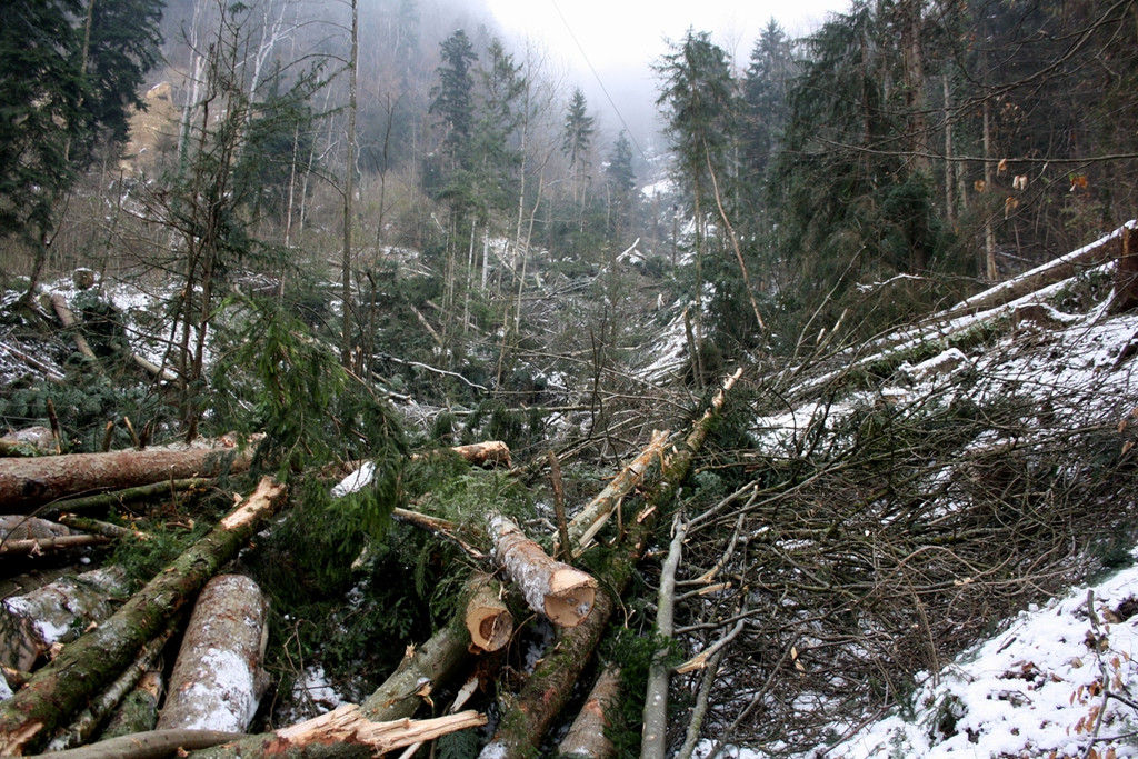 Klausm__hlebach Waldr__umung ARBEIT _6_.jpg