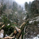 Klausm__hlebach Waldr__umung ARBEIT _6_.jpg