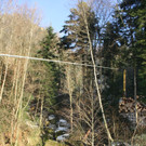 Klausm__hlebach Waldr__umung ARBEIT _10_.jpg