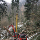 Klausm__hlebach Waldr__umung ARBEIT _12_.jpg