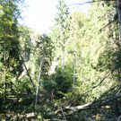 Klausm__hlebach Waldr__umung 2013 _2_.jpg