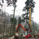 Klausm__hlebach Waldr__umung ARBEIT _8_.jpg