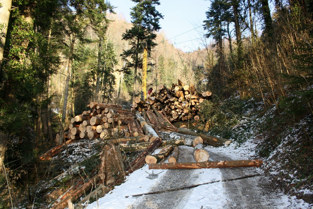 Klausm__hlebach Waldr__umung ARBEIT _9_.jpg