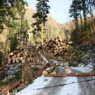Klausm__hlebach Waldr__umung ARBEIT _9_.jpg