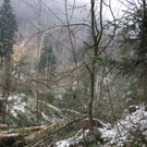 Klausm__hlebach Waldr__umung ARBEIT _4_.jpg