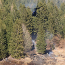 normal_060410waldbrandgmaktivnews_20_23_.jpg