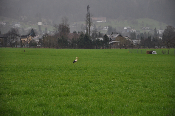 Storch am 5_ April.JPG
