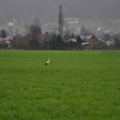 Storch am 5_ April III.JPG
