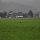 Storch am 5_ April I.JPG