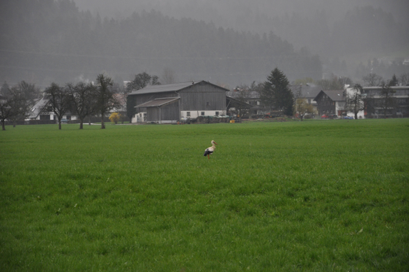Storch am 5_ April I.JPG