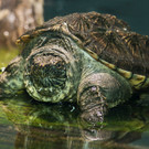 Südamerikanische Schnappschildkröten im Tiergarten Schönbrunn