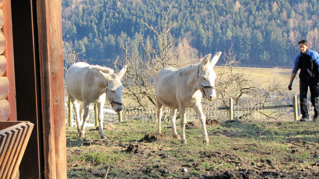 KOE_Wildpark 2014-02 4.jpg