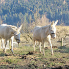 KOE_Wildpark 2014-02 4.jpg