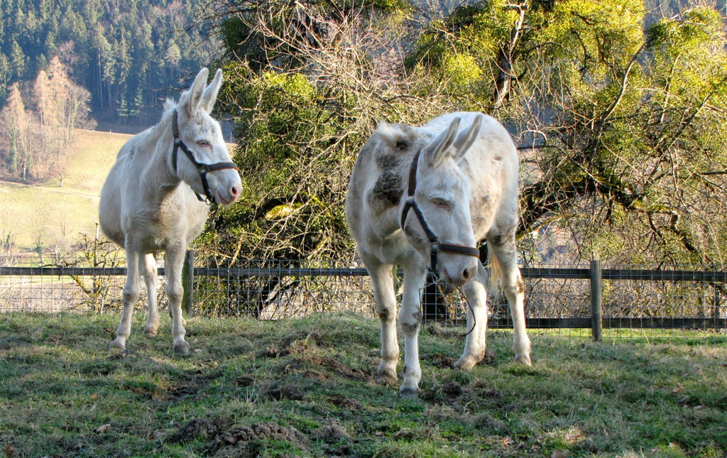 KOE_Wildpark 2014-02 6.jpg