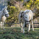 KOE_Wildpark 2014-02 6.jpg