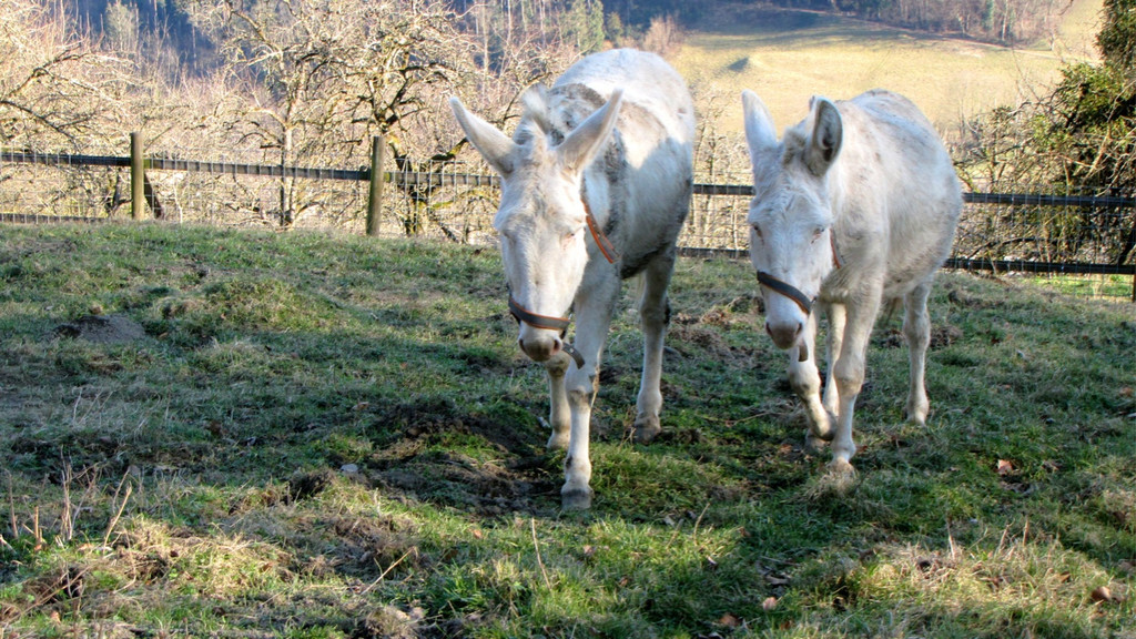 KOE_Wildpark 2014-02 7.jpg