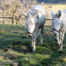 KOE_Wildpark 2014-02 7.jpg