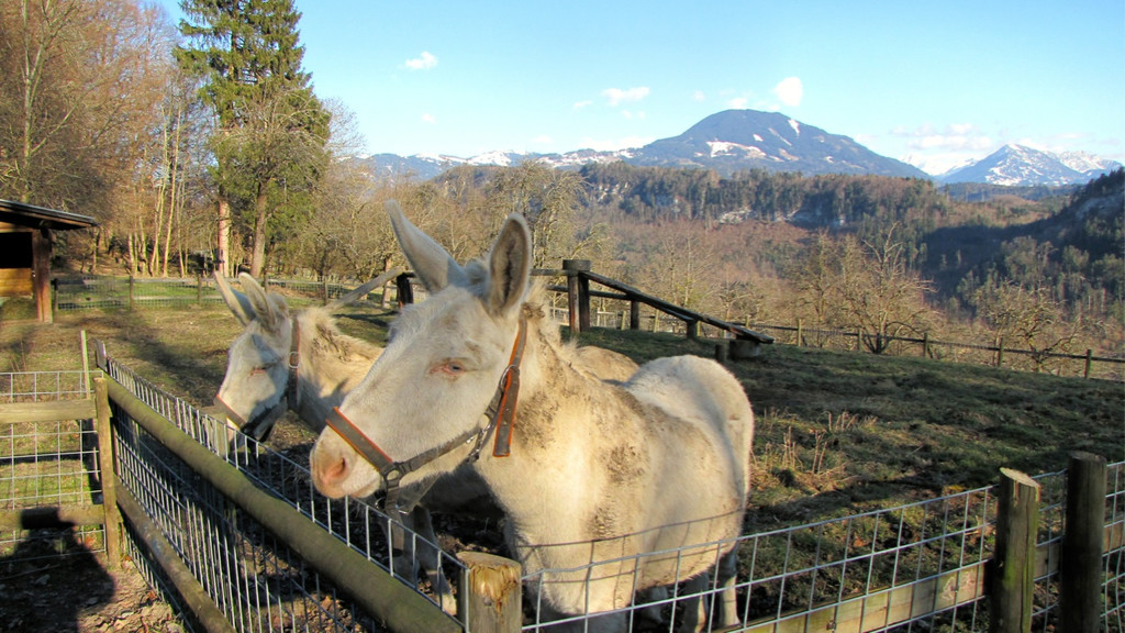 KOE_Wildpark 2014-02 9.jpg