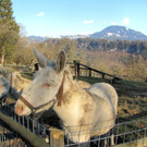 KOE_Wildpark 2014-02 9.jpg