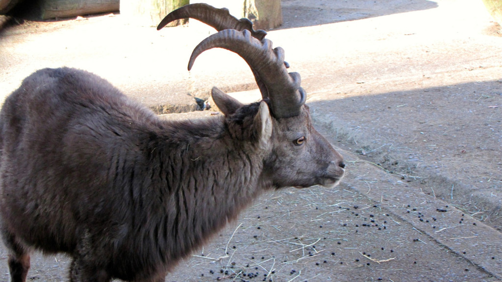 KOE_Wildpark 2014-02 18.jpg