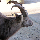 KOE_Wildpark 2014-02 18.jpg