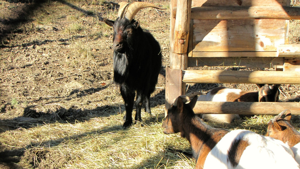 KOE_Wildpark 2014-02 20.jpg