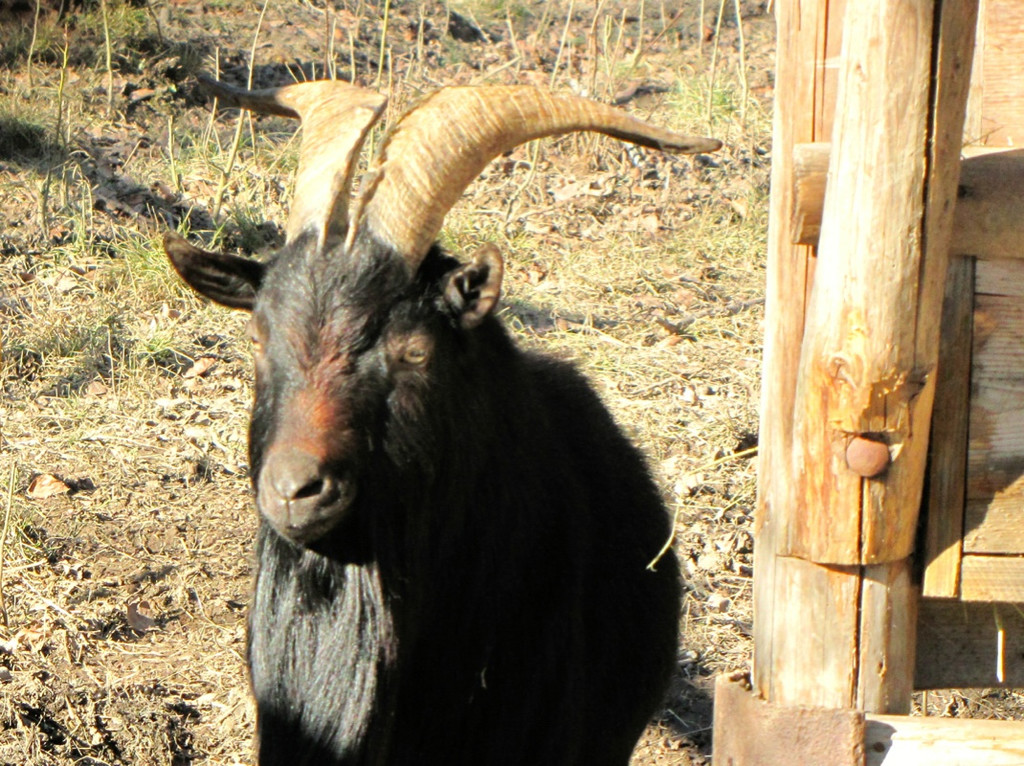 KOE_Wildpark 2014-02 21.jpg