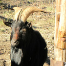 KOE_Wildpark 2014-02 21.jpg