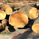 KOE_Wildpark 2014-02 25.jpg