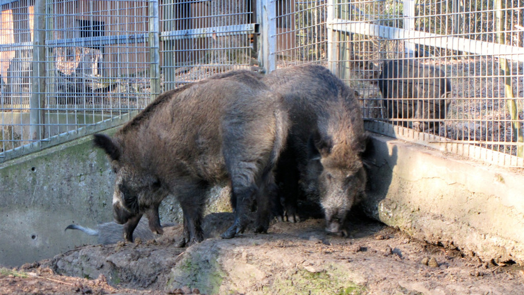 KOE_Wildpark 2014-02 34.jpg