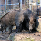 KOE_Wildpark 2014-02 34.jpg