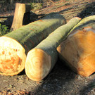 KOE_Wildpark 2014-02 36.jpg