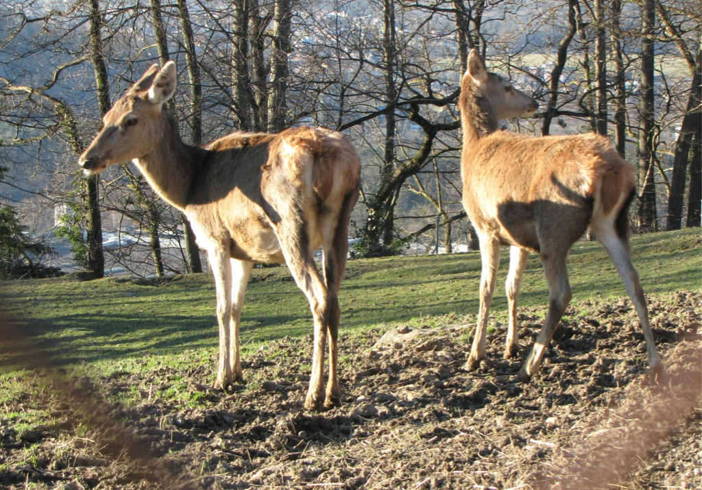 KOE_Wildpark 2014-02 46.jpg