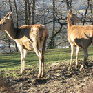 KOE_Wildpark 2014-02 46.jpg