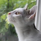 Cajou: Lieber, schmusiger Kater freut sich auf feines Zuhause