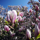 Frühling in Wien - Impressionen