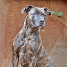 Chicca: Verschmuste Mischlingsdame sucht einen guten Platz